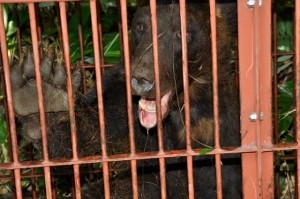 捕獲されたヒグマ